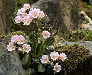 Lewisia cotyledon - Siskiyou Lewisia 8a